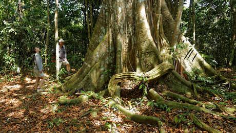 Contemplation dans la forêt amazonienne