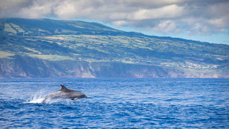Dauphin aux abords de l'île des Açores