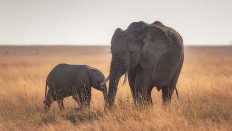 Eléphante avec son éléphanteau  dans une réserve naturelle en Tanzanie