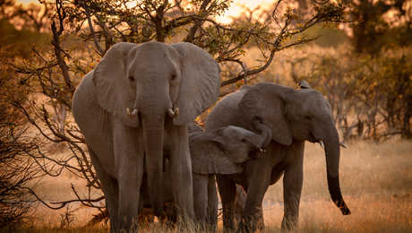 Éléphants dans la rivière Chobe au Botswana