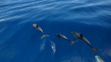 Excursion d'observation des dauphins aux Açores