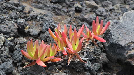 Fleurs grasses sur le volcan Capelinhos, Faial Açores