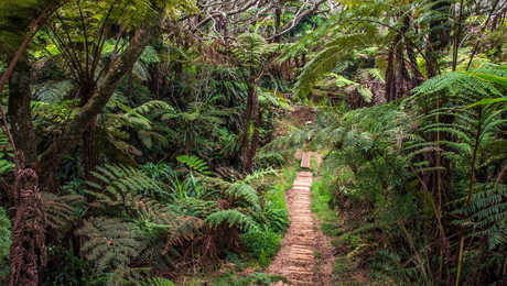 Forêt de Bélouve Reunion