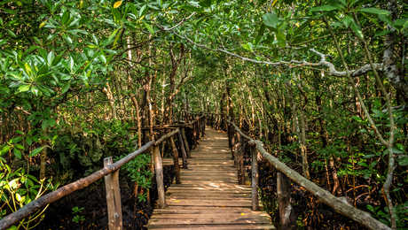 foret-jozani-parc-national-zanzibar