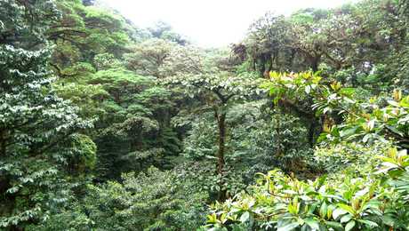 Forêt tropicale de la réserve Bosque Nuboso à Monteverde