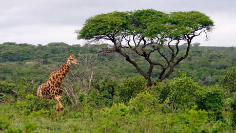 Girafe, parc national d'Umfolozi, Afrique du Sud
