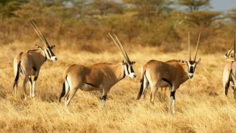 Groupe d'oryx au Kenya