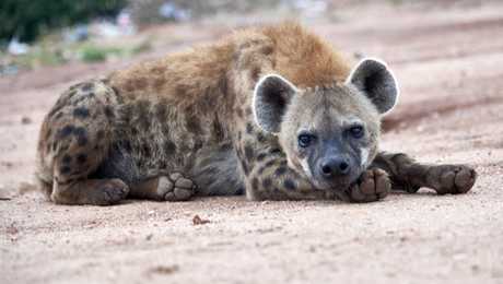 Harar et ses hyènes