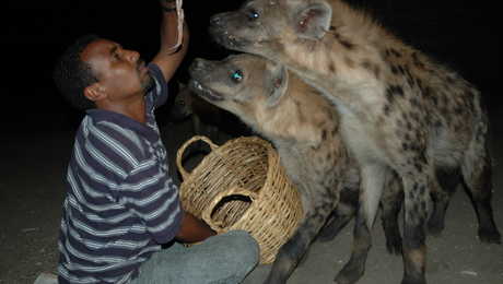 Les hyènes de la ville d'Harar en Ethiopie