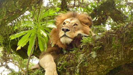 Lion dans un arbre dans l'aire préservée du Ngorongoro Tanzanie
