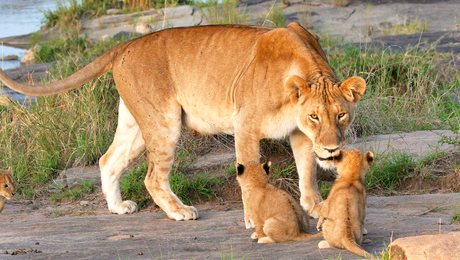 Lionne et ses lionceaux dans le parc du NGorongoro en Tanzanie