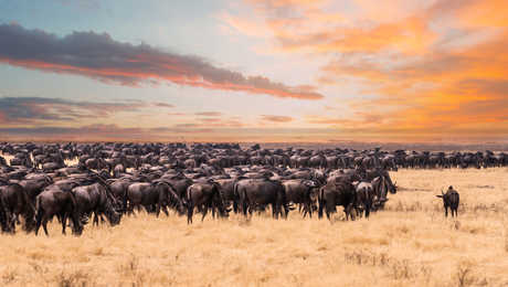 Migration de gnous dans le parc national du Serengeti en Tanzanie