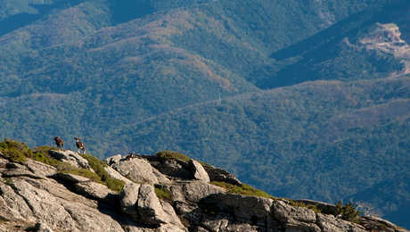 Mouflons au massif du Caroux, PNR du Haut Languedoc, Occitanie