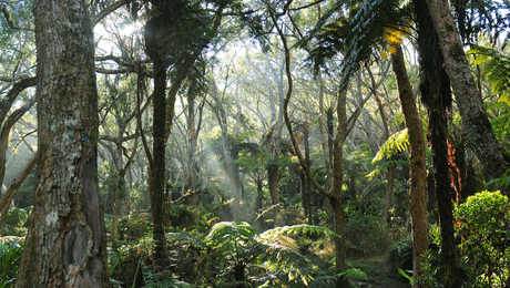 Mystique Forêt de Bélouve, la Réunion