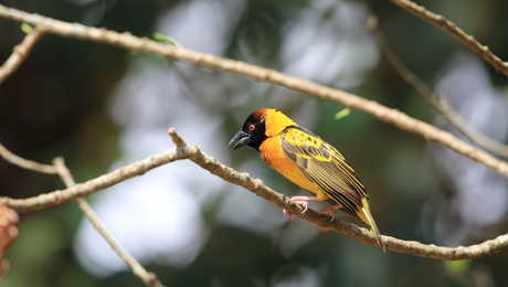 Oiseau dans la parc national de Kibale en Ouganda