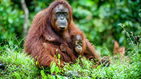 Orangs Outangs sur l'île de Sumatra