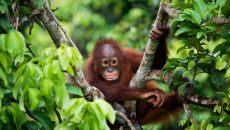 Orangs outans de Sumatra