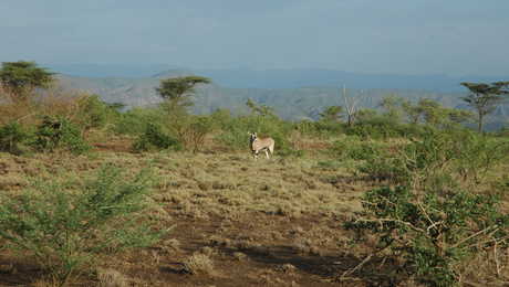 Oryx dans le parc national d'Awash
