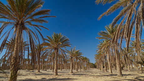 palmeraie-de-douz