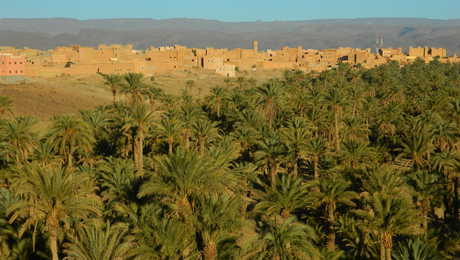 Palmeraie de Tazzarine, Maroc