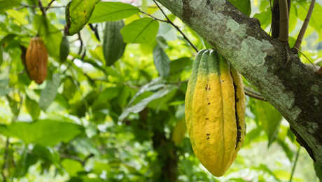 Plantation de Cacao à Munduk