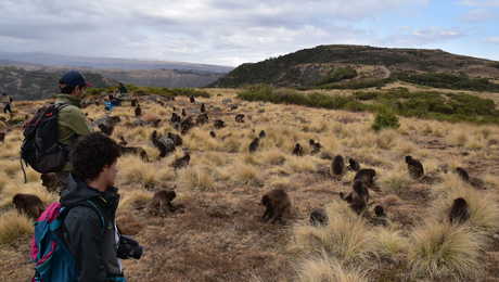 Randonnée dans le Parc National du Simien