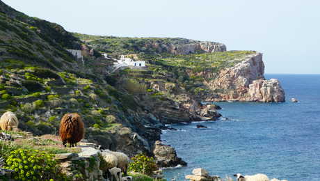 Randonnée à Sifnos, moutons en bord de mer