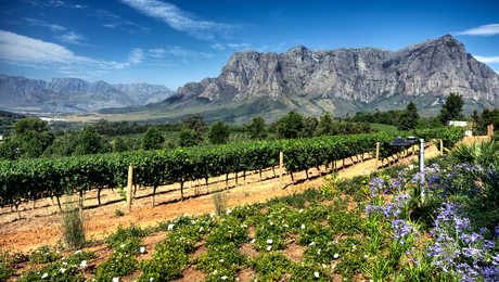 régions viticoles de Stellenbosch en Afrique du Sud