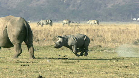 Rhinocéros dans la savane en Tanzanie