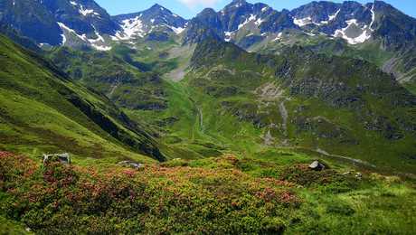 Rhododendrons d'altitude au printemps, massif de Hautacam, Val d'Azun, Pyrénées
