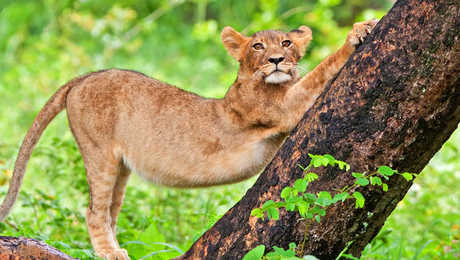 Safari vallée de Savé au Zimbabwe