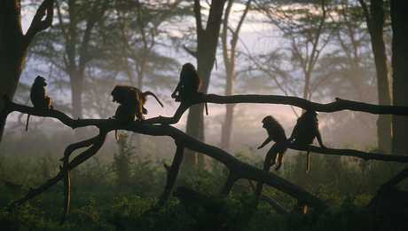 Singes sur une branche dans le parc de Manyara
