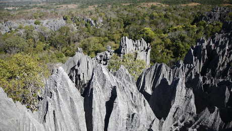 Tsingys gris de Madagascar