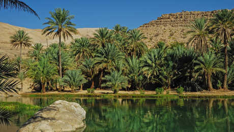 Végétation luxuriante des wadis omanais