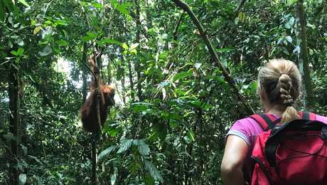 Voyageuse et orang-outan dans le parc de Gunung Leuser, Sumatra, Indonésie