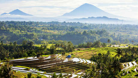 Vue sur les rizières de Jatiluwih