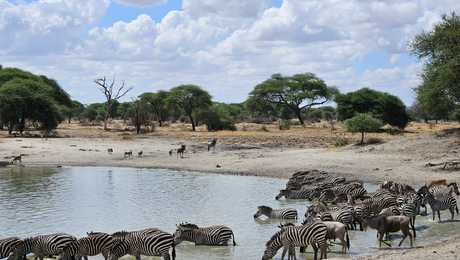 Zèbre dans de l'eau du parc de Tarangire en Tanzanie