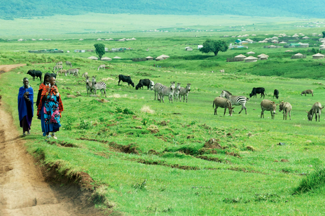 Femme masai sur un chemin à côté de zèbres et d'ânes en liberté dans la savane, en Tanzanie.
