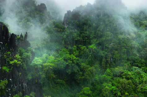 Forêt au Vietnam