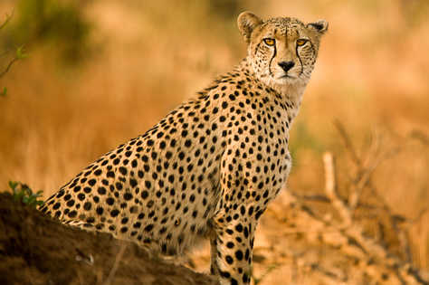 Guépard dans le parc Kruger en Afrique du Sud