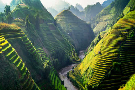 Montagnes de rizières au Vietnam