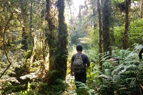 Randonneurs dans la jungle de Bedugul, Bali, Indonésie