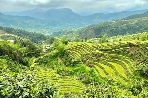 vue sur des rizières en terrasse au Vietnam