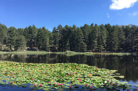 Vue sur un lac fleuri de nénuphars en Corse