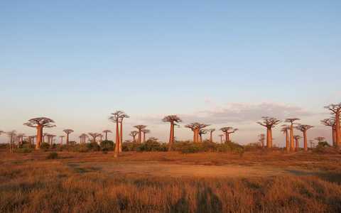 Allée des Baobabs à Madagascar au coucher du soleil