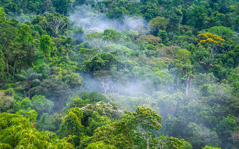Forêt amazonienne en Equateur