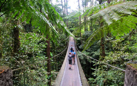 Pont suspendu dans la forêt pluviale du Costa Rica