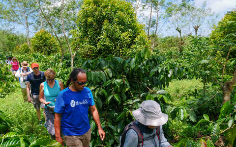 Randonnée dans les plantations de café à Java