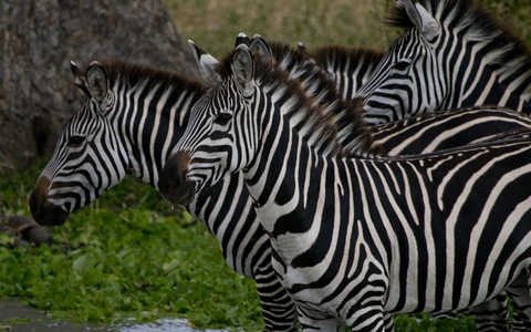 Zèbres dans un parc national en Tanzanie