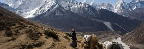 Caravane de yaks dans les montagnes au Tibet
